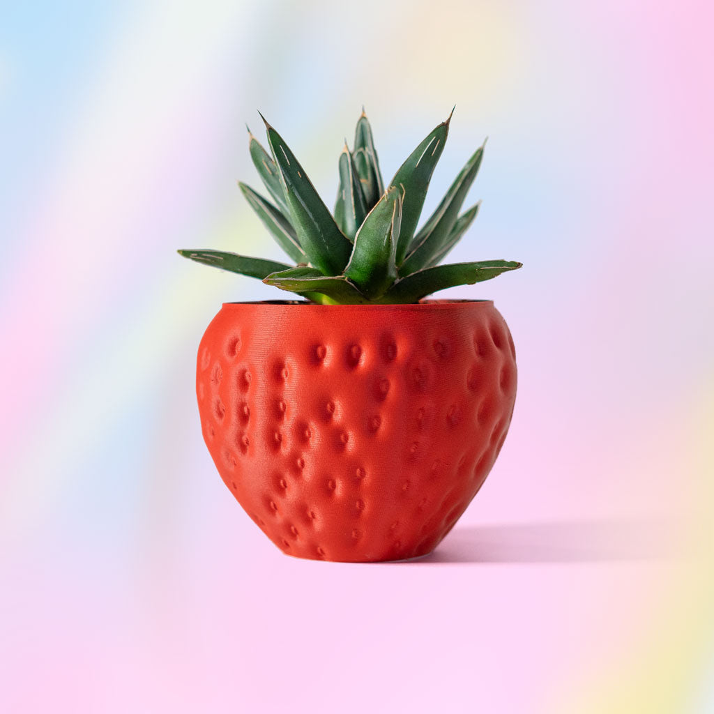 strawberry potted plants for sale Strawberry – Eufolia