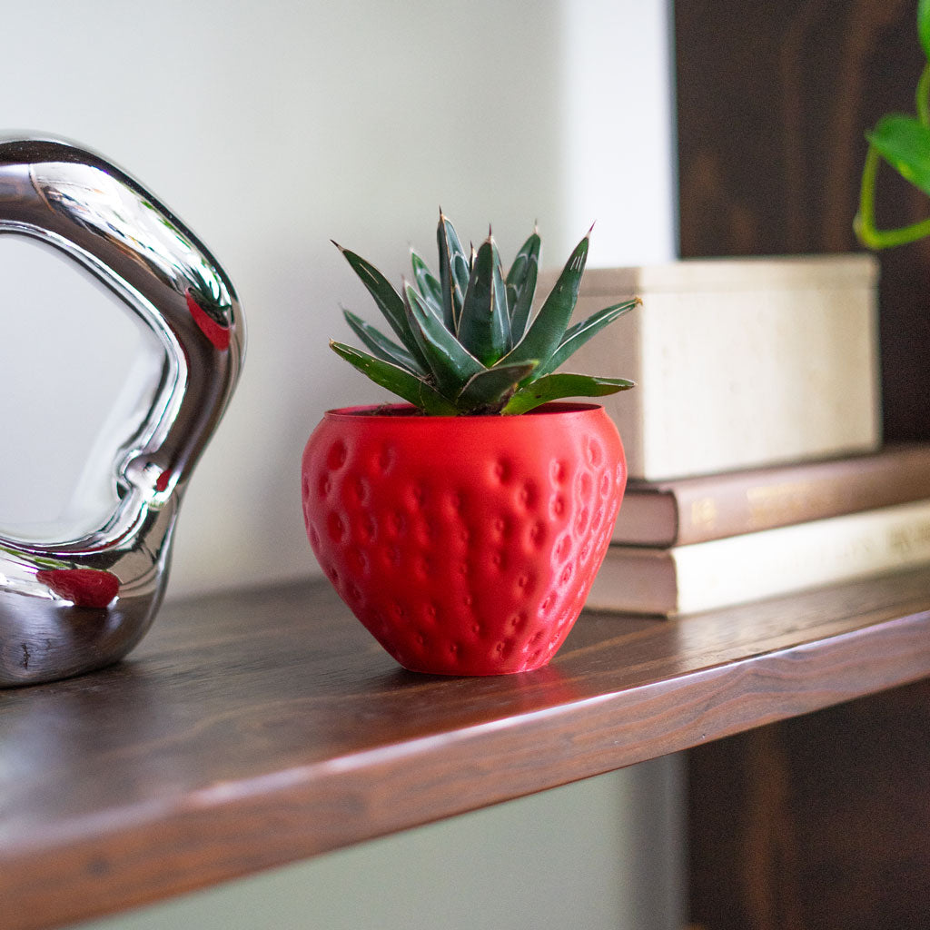 succulent strawberry Strawberry – Eufolia